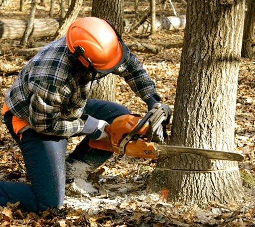 Tree Removal in Dahlonega, GA